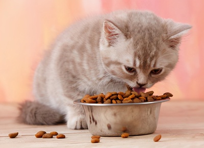 猫咪绝不能吃的几类食物，千万一口都别喂