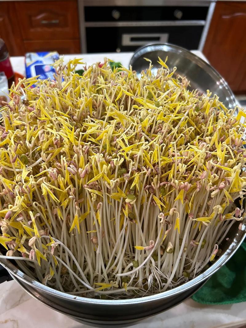小朋友的豆芽成长记 从一把绿豆到天然美味
